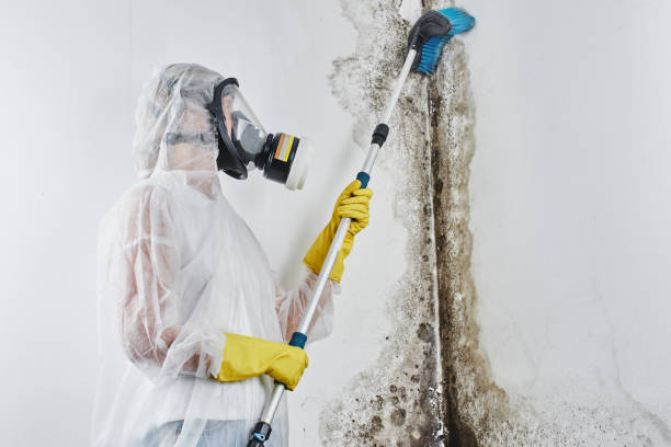 Best Affordable Mold Removal  in Hebron, IL