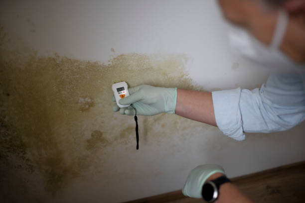 Best Toxic Mold Removal  in Hebron, IL